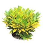 Croton Gold Dust