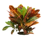 Croton Petra