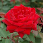 Kashmiri Rose