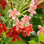 Madhumalati (Rangoon creeper)