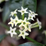 Night Blooming Jasmine (Rat rani)