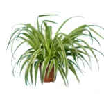 Spider plant