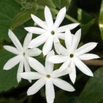 Star Jasmine (Kunda)