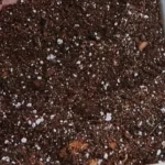 Succulent Pot mix