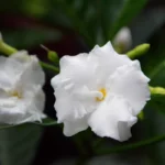 Crepe Jasmine/ Tagar