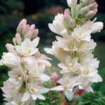 Tuberose (Nishigandha)