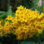 Yellow Night Blooming Jasmine (Rat rani)