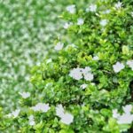 Arabian Jasmine (Mogra)