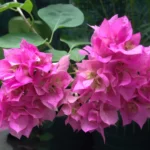 Bougainville pink / white / yellow