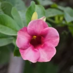 Alamanda